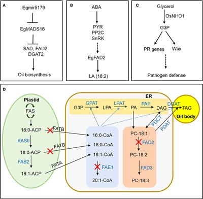 Editorial: Dissection of the molecular basis of fatty acid composition in oil crops and molecular breeding of oil crops with improved fatty acid composition